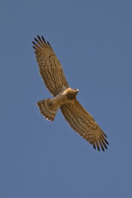 Short-toed Eagle (Circaetus gallicus)