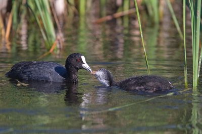 Coot (Fulica atra)