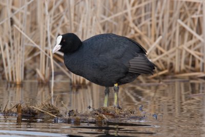 Coot (Fulica atra)