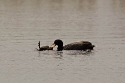 Coot (Fulica atra)
