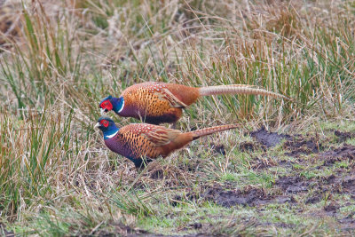 Pheasants (Phasianus colchicus)