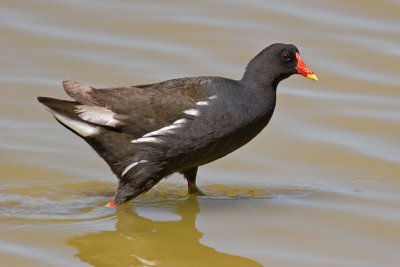 Moorhen (Gallinula chloropus)