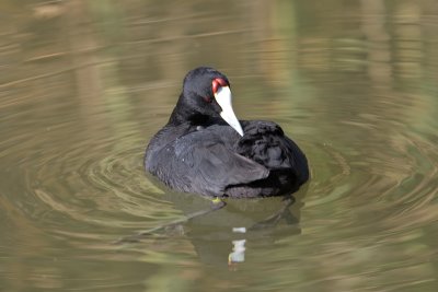 Crested Coot (Fulica cristata)