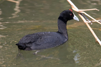 Crested Coot (Fulica cristata)