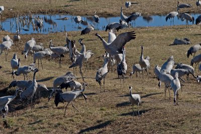 Crane (Grus grus)