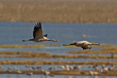 Crane (Grus grus)
