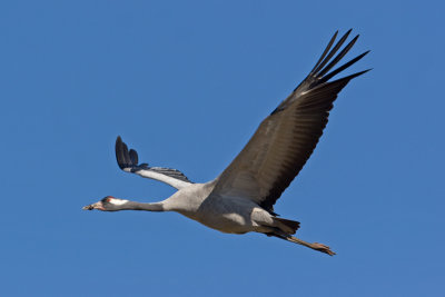 Crane (Grus grus)