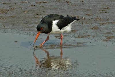 Oystercatcher (Haematopus ostralegus)