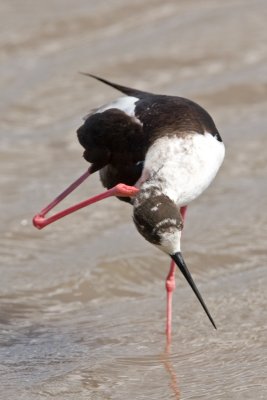 Black-winged Stilt (Himantopus himantopus)