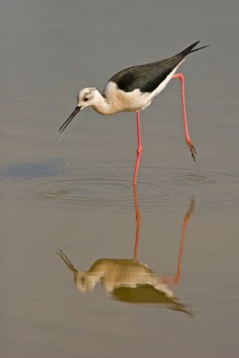 Black-winged Stilt (Himantopus himantopus)