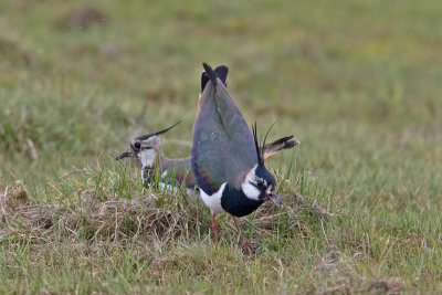 Lapwing (Vanellus vanellus)