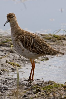 Ruff (Philomachus pugnax)