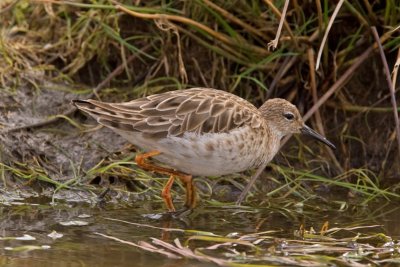 Ruff (Philomachus pugnax)