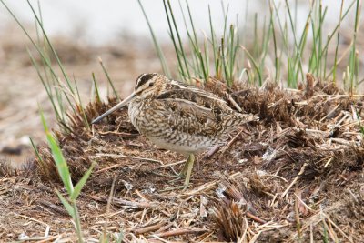 Snipe (Gallinago gallinage)