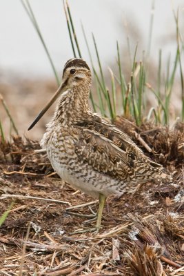 Snipe (Gallinago gallinage)