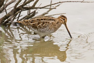 Snipe (Gallinago gallinage)