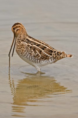 Snipe (Gallinago gallinage)