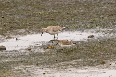 Knot (Calidris canutus) og Dunlin(Calidris alpina)