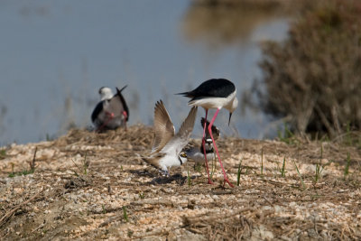 Little Ringed Plover (Charadrius dubius) and Black-winged Stilt (Himantopus himantopus)