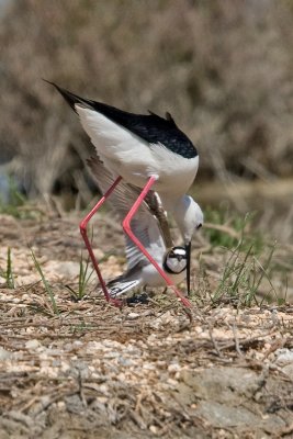 Little Ringed Plover (Charadrius dubius) and Black-winged Stilt (Himantopus himantopus)