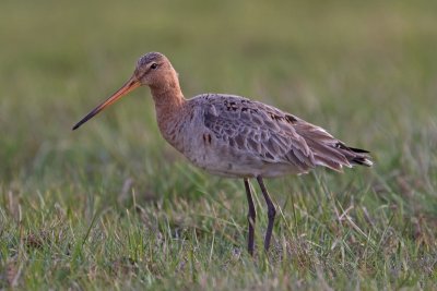 Black-tailed Godwit (Limosa limosa)
