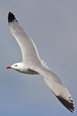 Audouin's Gull (Larus audouinii)