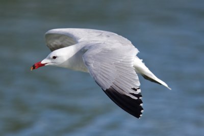 Audouin's Gull (Larus audouinii)