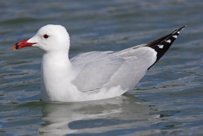 Audouin's Gull (Larus audouinii)