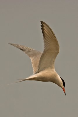 Common Tern  (Sterna Hirundo)