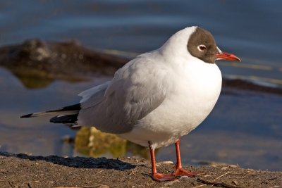 Black-headed Gull  (Larus ridibundus)