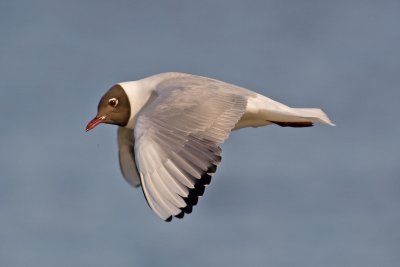 Black-headed Gull  (Chroicocephalus ridibundus)