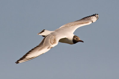 Black-headed Gull  (Chroicocephalus ridibundus)