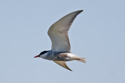 Whiskered Tern  (Chlidonias hybridus)
