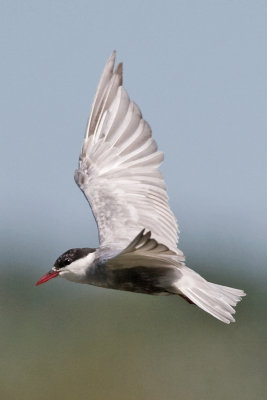 Whiskered Tern  (Chlidonias hybridus)