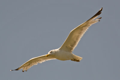 Yellow-legged Gull  (Larus cachinnans)