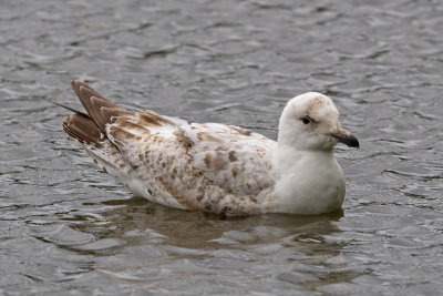 Herring Gull  (Larus argentatus)
