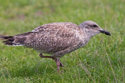 Herring Gull  (Larus argentatus)