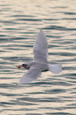 Mediterranean Gull  (Larus melanocephalus)