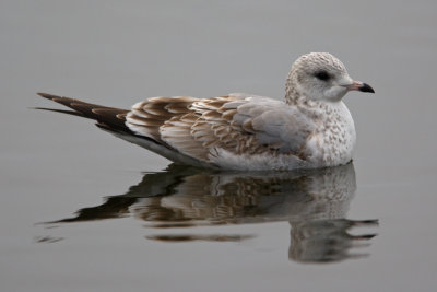 Common Gull (Larus canus)