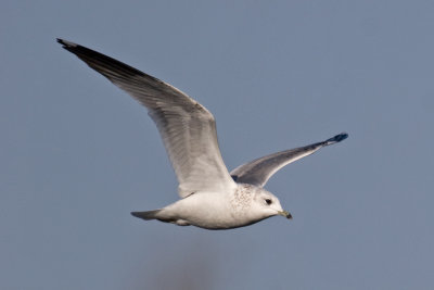Common Gull (Larus canus)