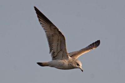 Common Gull (Larus canus)