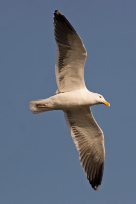 Great Black-backed Gull  (Larus marinus)