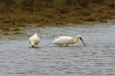 spoonbill (Platalea leucorodia)