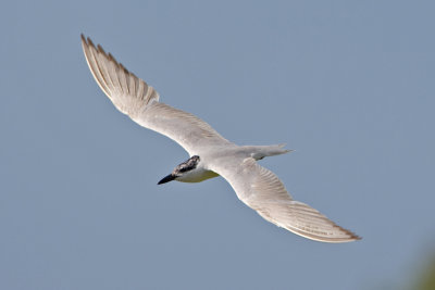Gull-billed Tern  (Gelochelidon nilotica)