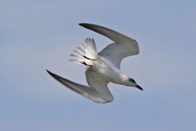 Gull-billed Tern  (Gelochelidon nilotica)