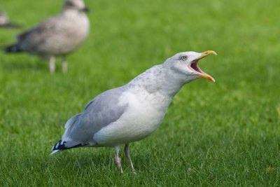 Herring Gull  (Larus argentatus)