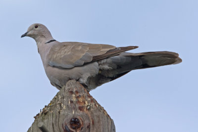Collared Dove  (streptopelia decaocto)