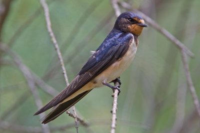 Swallow  (Hirundo rustica)