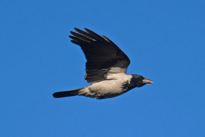 Hooded Crow (Corvus cornix)