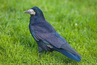 Rook (Corvus frugilegus)